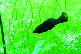 【淡水魚】ブラックモーリー【1匹 サンプル画像】（生体）【メダカ科】（熱帯魚）