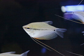 【淡水魚】【通販】爆安 パールグラミー【1匹 サンプル画像】（生体）【アナバス】（熱帯魚）