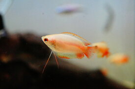 【淡水魚】ゴールデンハニードワーフグラミー【1匹 サンプル画像】（生体）【アナバス】（熱帯魚）