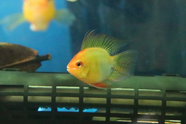 楽天市場 淡水魚 Lサイズ ゴールデンバルーンラミレジィ 1匹 生体 シクリット 熱帯魚 ペットバルーン楽天市場支店
