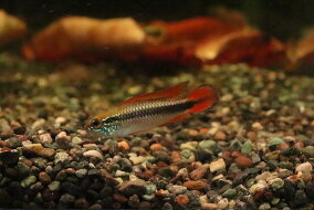 楽天市場 観賞魚 種 観賞魚 ドジョウ 人気ランキング1位 売れ筋商品