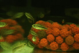 【淡水魚】【通販】激安 アピストグラマ カカトイデス ダブルレッド【1匹 サンプル画像】（アピストグラマ）（生体）（熱帯魚）NKAP