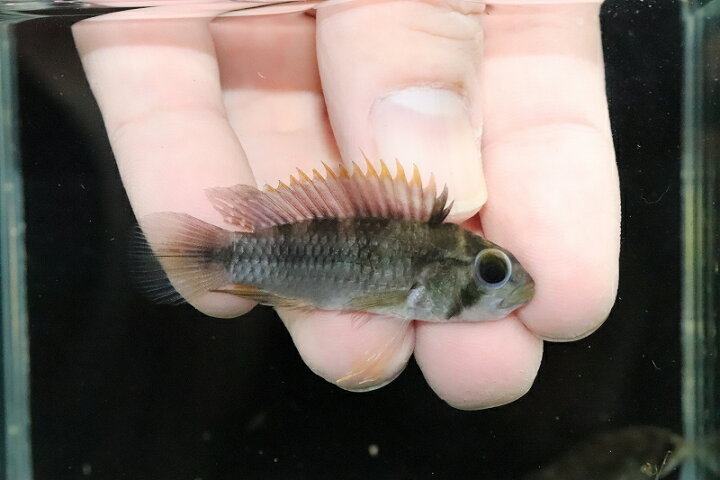 楽天市場 淡水魚 激安在庫処分 アピストグラマ ロシタエ ワイルド 1匹 サンプル画像 アピストグラマ 生体 熱帯魚 Nkap ペットバルーン楽天市場支店 楽天市場 淡水魚 激安在庫処分 アピストグラマ ロシタエ ワイルド 1匹 サンプル画像 アピストグラマ 生体 熱帯魚 Nkap ペットバルーン楽天市場支店