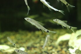 【淡水魚】シルバーフライングフォックス【1匹 サンプル画像】(苔取り)(生体)(熱帯魚)NK