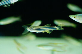 楽天市場 熱帯魚 コイ科の通販