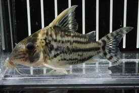 【淡水魚】【通販】コリドラス スーパープルケール ラブレア産 ワイルド【1匹 サンプル画像】(±6-7cm)(コリドラス(生体)(淡水)NKCR