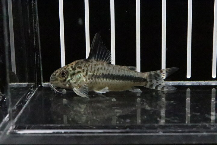 楽天市場】【淡水魚】【通販】大特価 コリドラス シパリウィニ【1匹 