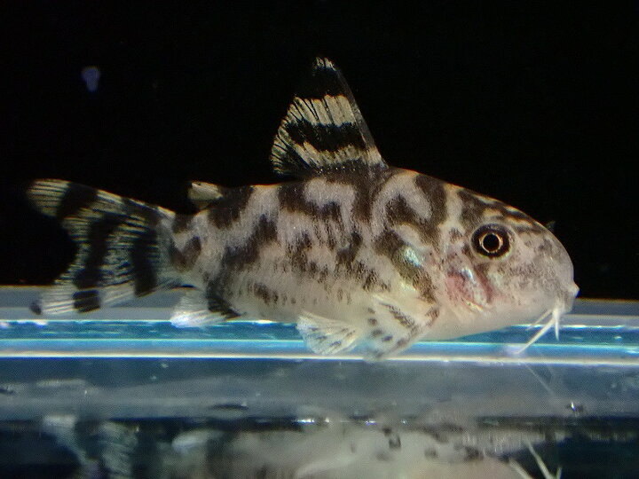 楽天市場】【淡水魚】【通販】大特価 コリドラス ゼブリーナ CW-111【1 