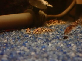 【淡水魚】【通販】激安 コリドラス バルバータス【1匹 サンプル画像】(±3cm)（コリドラス）（生体）（熱帯魚）NKCR