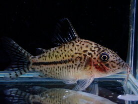 【淡水魚】【通販】コリドラス レオパルダス ワイルド【1匹 サンプル画像】(コリドラス)(生体)(熱帯魚)NKCR