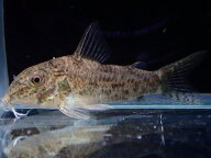 【淡水魚】【通販】激レア コリドラス リアル コチュイ タパジョス産 ワイルド【1匹 サンプル画像】(±3.…