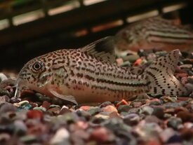 【淡水魚】【通販】大特価 リアル コリドラス ジュリー プルス産 ワイルド【1匹 サンプル画像】(±5cm)(コリドラス)(生体)(熱帯魚)NKCR