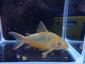 【淡水魚】【通販】コリドラス パンタナルエンシス マットグロッソ産 ワイルド【1匹 サンプル画像】( ±5-6cm)（生体）【コリドラス】（熱帯魚）NKCR