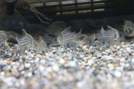 【淡水魚】特価 コリドラス コンコロール【1匹 サンプル画像】（生体）　(コリドラス)（熱帯魚）NKCR