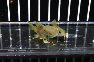 楽天市場 淡水魚 レア種 コリドラス イルミネータス レッド 1匹 3cm コリドラス 生体 淡水 Nkcr ペットバルーン楽天市場支店