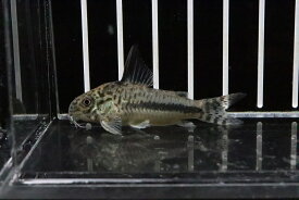 楽天市場 激安 観賞魚 熱帯魚 アクアリウム ペット ペットグッズの通販