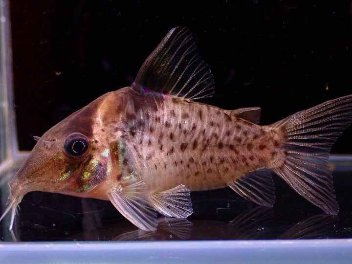 熱帯魚 レア種も 主にコリドラス