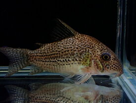 【淡水魚】新種 コリドラス sp ジュリア リオ マリマリ産 ワイルド【1匹 サンプル画像】(±5.5cm)（生体）（熱帯魚）NK
