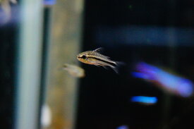 【淡水魚】コリドラス　ピグミー【1匹 サンプル画像】（生体）【コリドラス】（熱帯魚）NKCR