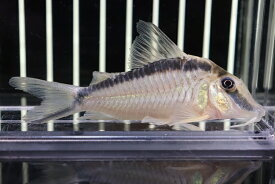 楽天市場 コリドラス 生体 観賞魚の生態環境淡水 の通販