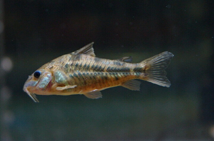 楽天市場 淡水魚 お取り寄せ コリドラス パレアタス 青コリ 3匹 生体 コリドラス 熱帯魚 Nkcr ペットバルーン楽天市場支店