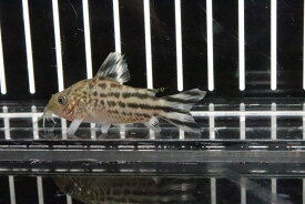 楽天市場 淡水魚 コリドラスの通販 楽天市場 淡水魚 コリドラスの通販