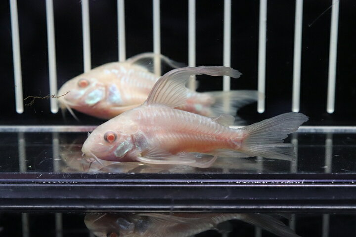 楽天市場 淡水魚 珍種 Lサイズ コリドラス アルビノ スーパーロングフィンパレアタス 1匹 4 5cm 生体 コリドラス 熱帯魚 Nkcr ペットバルーン楽天市場支店