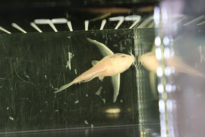 楽天市場 淡水魚 珍種 Lサイズ コリドラス アルビノ スーパーロングフィンパレアタス 1匹 4 5cm 生体 コリドラス 熱帯魚 Nkcr ペットバルーン楽天市場支店