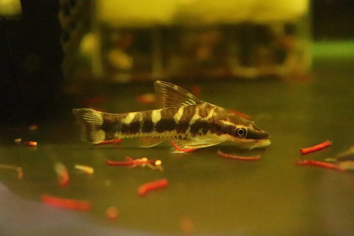 楽天市場】【淡水魚】リアル ゼブラオオトシンクルス ワイルド【1匹】(コケ取り)(生体)(淡水)NK : ペットバルーン楽天市場支店 楽天市場】【淡水魚】リアル ゼブラオオトシンクルス ワイルド【1匹】(コケ取り)(生体)(淡水)NK : ペットバルーン楽天市場支店