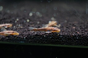 楽天市場 観賞魚 観賞魚の生態環境 淡水 人気ランキング1位 売れ筋商品