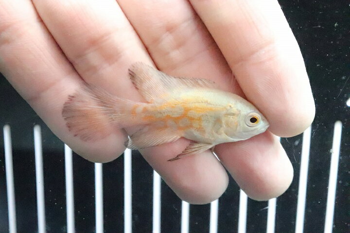 楽天市場】【淡水魚】【通販】レア種 ロングフィン アルビノレッド 