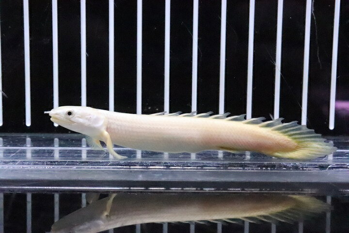 楽天市場】【淡水魚】【通販】大特価 ポリプテルス プラチナ 