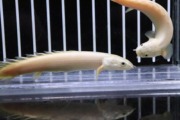 楽天市場】【淡水魚】【通販】大特価 ポリプテルス プラチナ 