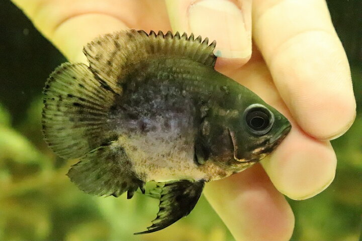 楽天市場】【お買い物マラソン-ポイント最大46.5倍-(~3/27)】【淡水魚 