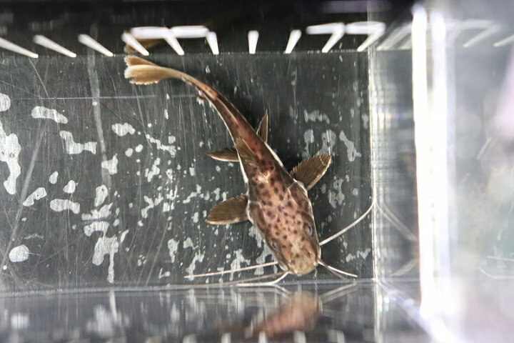 楽天市場】【淡水魚】珍種 ハイブリッド レッドテールタイガーシャベル 