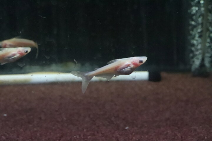 楽天市場 淡水魚 珍種アルビノカイヤン 黒目タイプ 個体販売 5cm 大型魚 生体 熱帯魚 ｎｋｏ ペットバルーン楽天市場支店