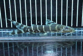 楽天市場 大型魚生体の通販 楽天市場 大型魚生体の通販