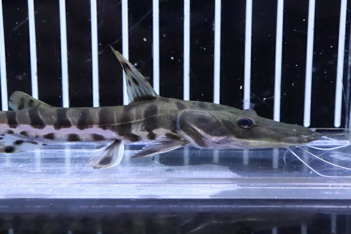 楽天市場】【お買い物マラソン-ポイント最大46.5倍-(~3/27)】【淡水魚 
