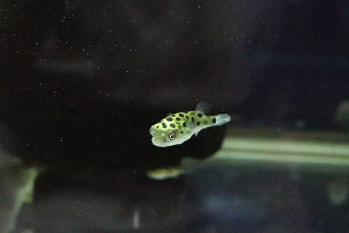 楽天市場 淡水魚 完全淡水ミドリフグ １匹 フグ 生体 熱帯魚 ペットバルーン楽天市場支店