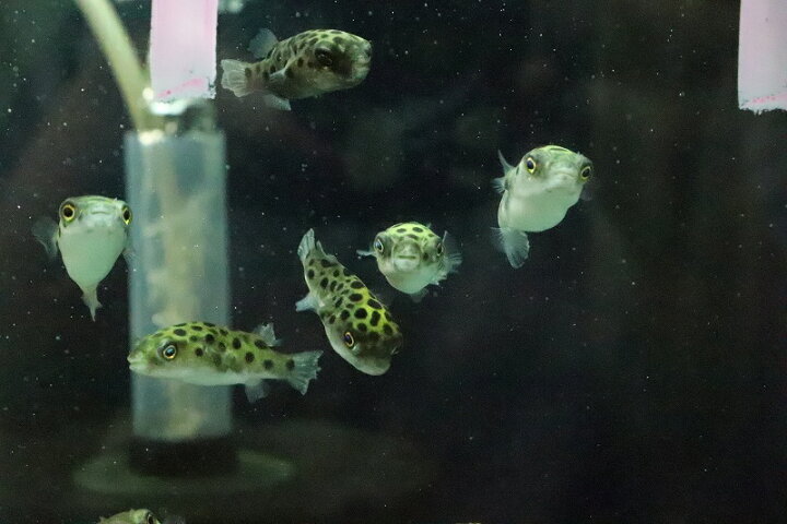 楽天市場 淡水魚 完全淡水ミドリフグ 1匹 サンプル画像 フグ 生体 熱帯魚 ペットバルーン楽天市場支店