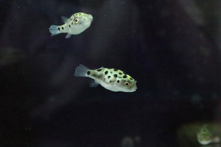 楽天市場 淡水魚 完全淡水ミドリフグ 1匹 サンプル画像 フグ 生体 熱帯魚 ペットバルーン楽天市場支店