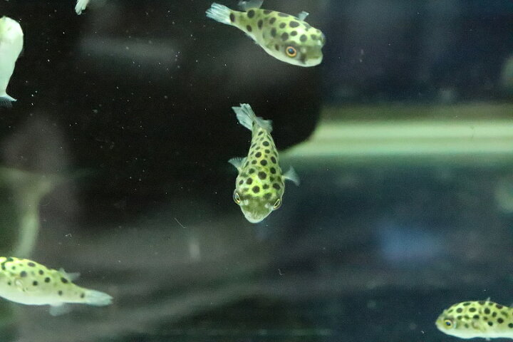 楽天市場 淡水魚 完全淡水ミドリフグ 1匹 サンプル画像 フグ 生体 熱帯魚 ペットバルーン楽天市場支店