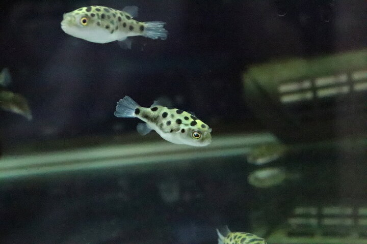 楽天市場 淡水魚 訳アリ 大特価 完全淡水ミドリフグ 1匹 サンプル画像 フグ 生体 熱帯魚 ペットバルーン楽天市場支店