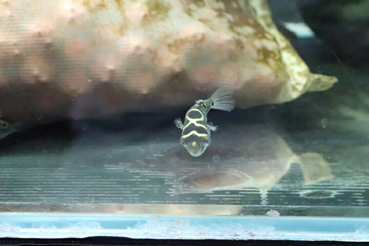63 Off 淡水魚 お取り寄せ ミドリフグ 3匹 生体 Shipsctc Org
