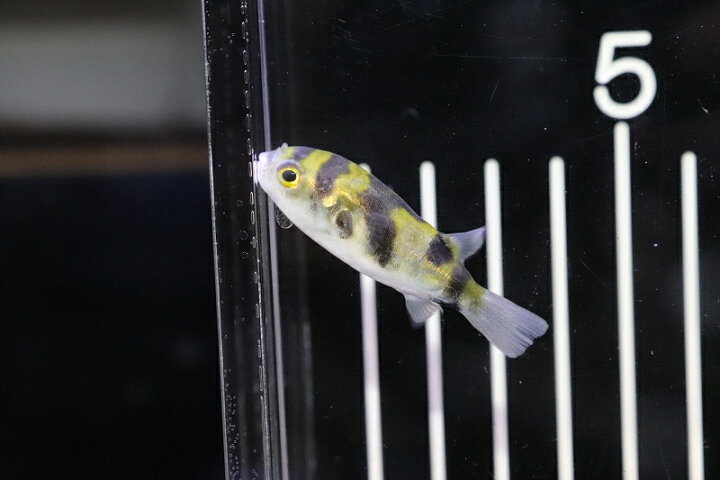 楽天市場 淡水魚 南米淡水フグ ペルー産 ワイルド 1匹 サンプル画像 フグ 生体 熱帯魚 ペット用 ふぐ 観賞魚 淡水 河豚 飼育 観賞用 飼育用 観賞魚 アクアリウム用品 ペット ペットバルーン楽天市場支店