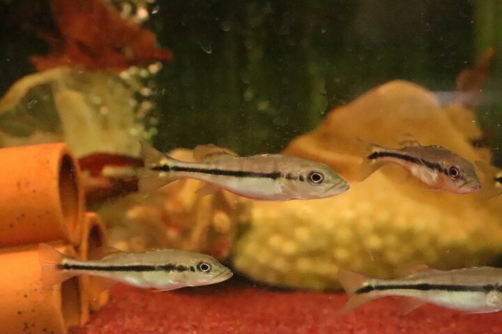 楽天市場】【淡水魚】【通販】キクラ ピニマ【1匹 サンプル画像】(±5 