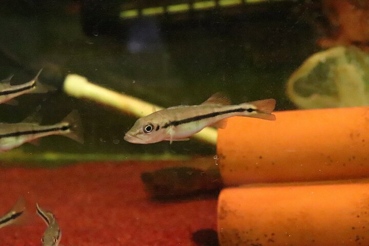 楽天市場】【淡水魚】【通販】キクラ ピニマ【1匹 サンプル画像】(±5 