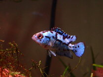 楽天市場】大型（観賞魚｜熱帯魚・アクアリウム）：ペット・ペット 