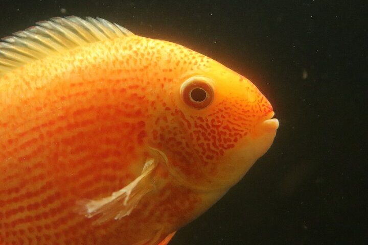楽天市場】【淡水魚】【通販】ビッグサイズ レッドスポットゴールデン 