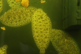 楽天市場 観賞魚 種 観賞魚 アロワナ 人気ランキング1位 売れ筋商品